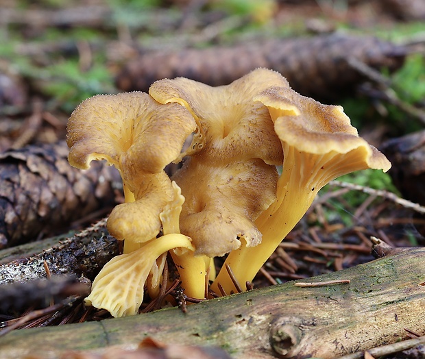 kuriatko lievikovité Craterellus tubaeformis (Fr.) Quél.