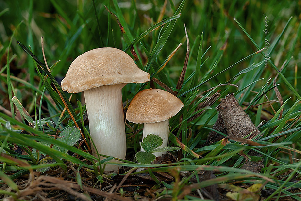 lúčnica statná Cuphophyllus pratensis (Fr.) Bon