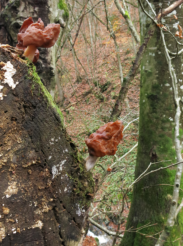 ušiak mitrovitý Gyromitra infula (Schaeff.) Quél.