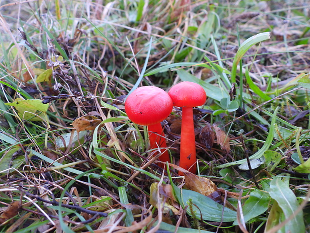 lúčnica Hygrocybe sp.