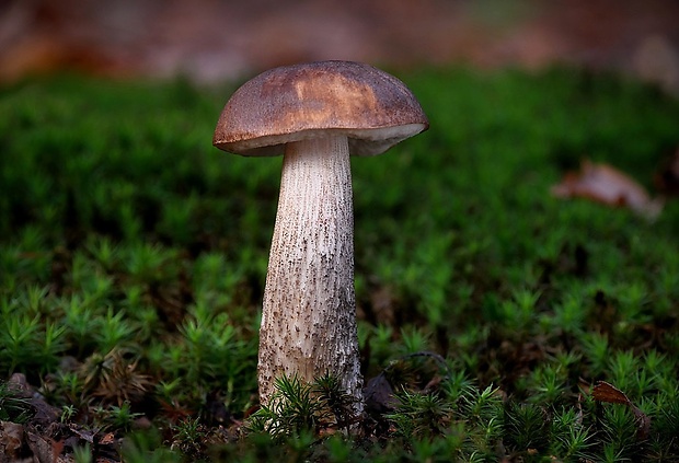 kozák brezový Leccinum scabrum (Bull.) Gray