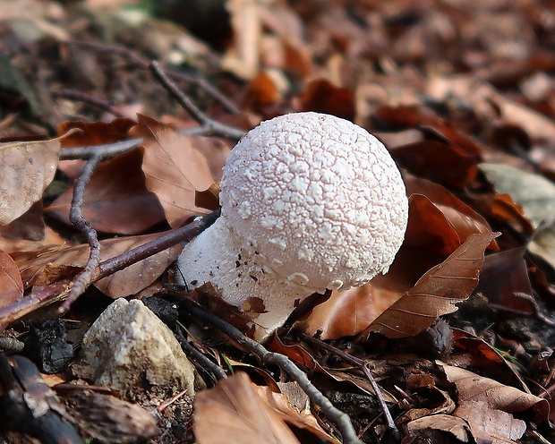 prášnica závojová Lycoperdon mammiforme Pers.