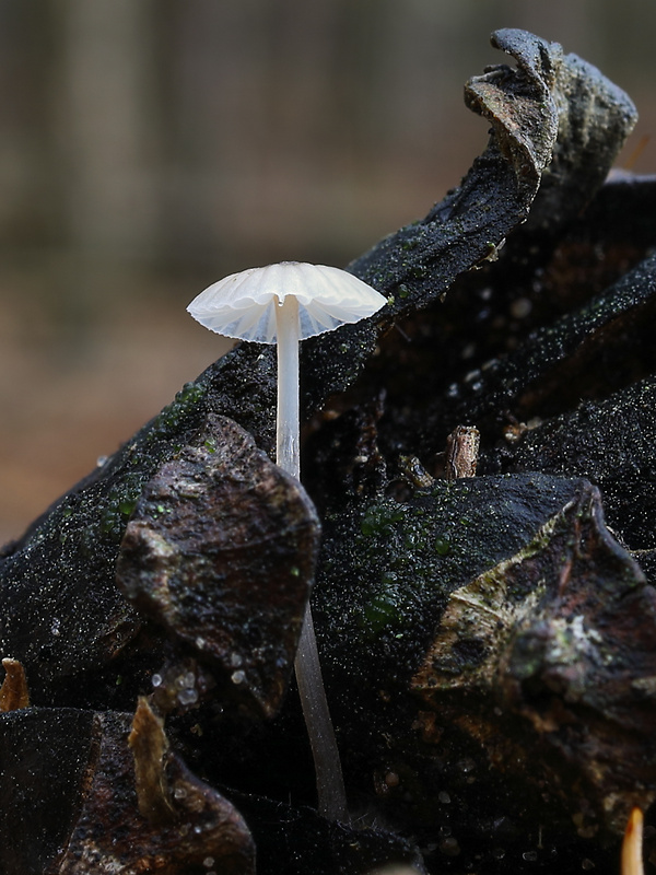 tancuľka ? Marasmiellus sp.