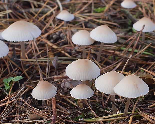 prilbička zefírová Mycena zephirus (Fr.) P. Kumm.