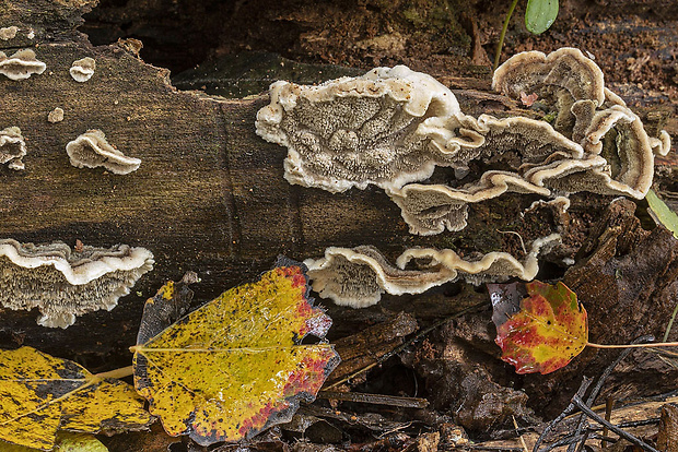 ihlohubka voňavá Mycoacia nothofagi (G. Cunn.) Ryvarden