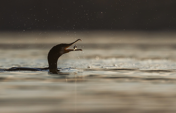 kormorán veľký Phalacrocorax carbo