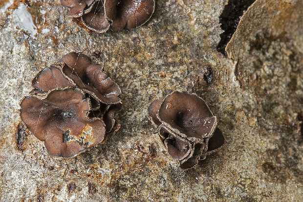 dutinovka lužná Sclerencoelia fascicularis (Alb. & Schwein.) P. Karst.