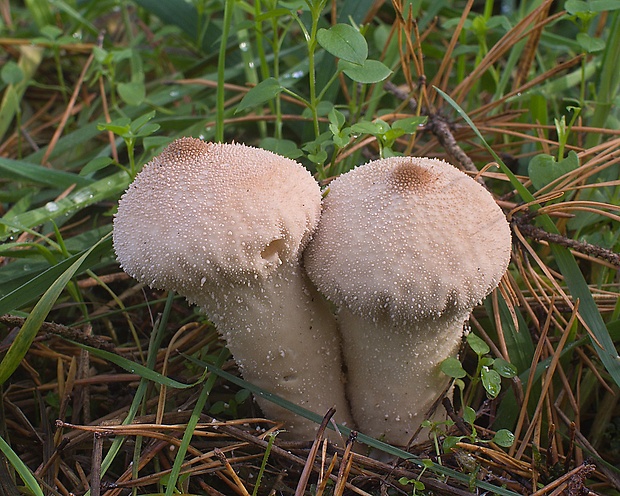 prášnica bradavičnatá Trametes versicolor (L.) Lloyd