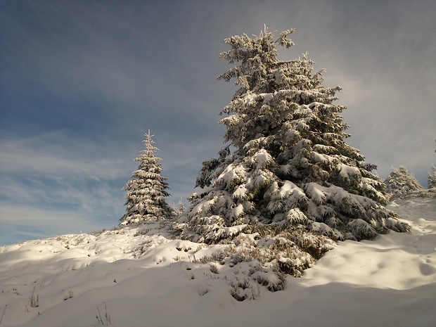 zimička pod  Minčolom 1350 m.n.m.