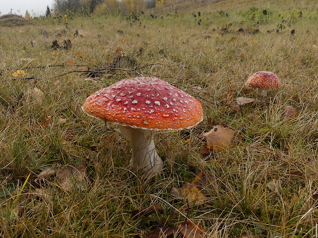 muchotrávka červená Amanita muscaria (L.) Lam.