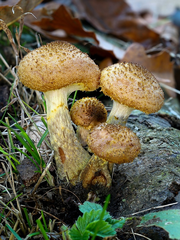 podpňovka žltá Armillaria gallica Marxm. & Romagn.