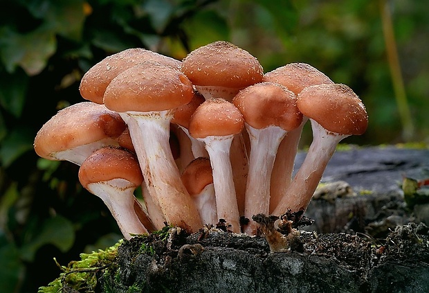 podpňovka obyčajná Armillaria mellea (Vahl) P. Kumm.