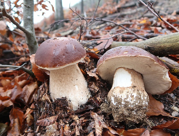 hríb smrekový Boletus edulis Bull.