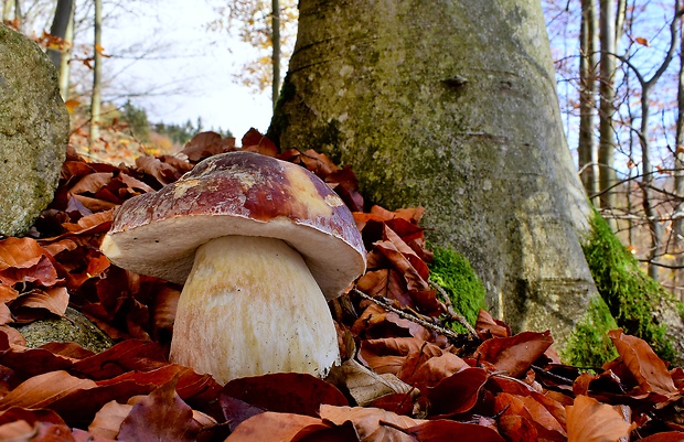 hríb sosnový Boletus pinophilus Pil. et Dermek in Pil.