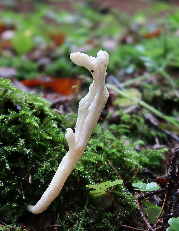 konárovka vráskavá Clavulina rugosa (Bull.) J. Schröt.