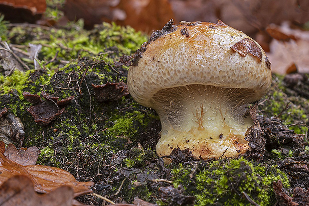 pavučinovec Cortinarius sp.