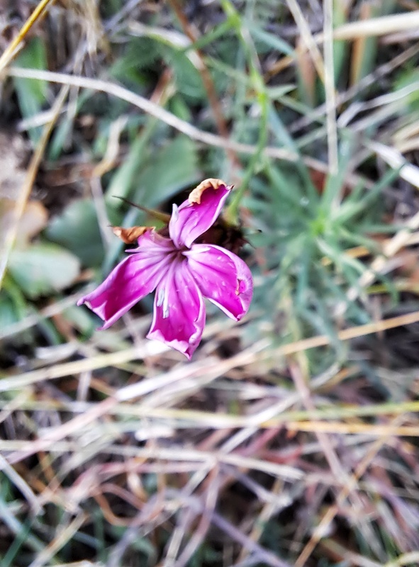 klinček kartuziánsky Dianthus carthusianorum L.