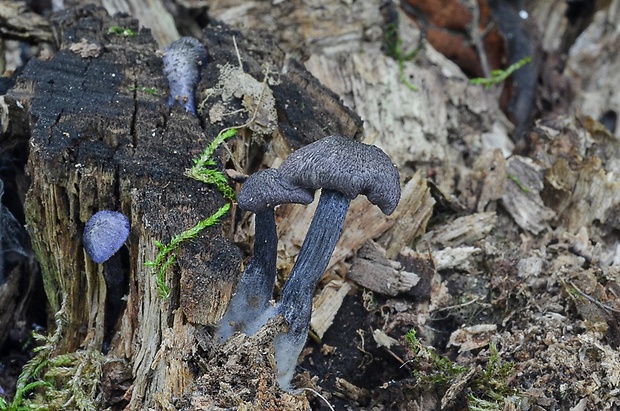 hodvábnica fialovomodrá Entoloma euchroum (Pers.) Donk