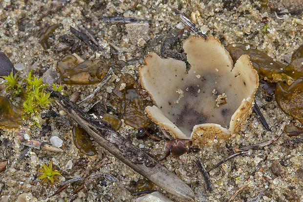 hrobnička Geopora sp.