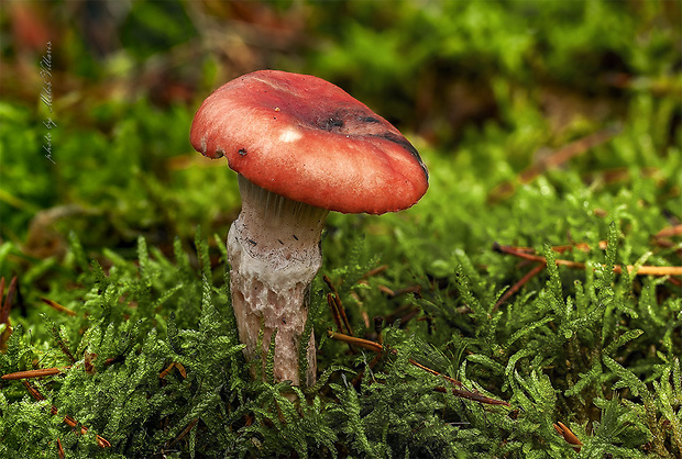 sliziak ružový Gomphidius roseus (Fr.) Oudem.