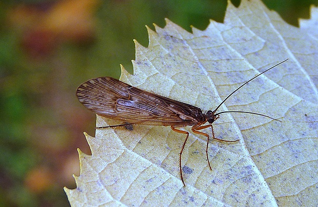 potočník Halesus radiatus