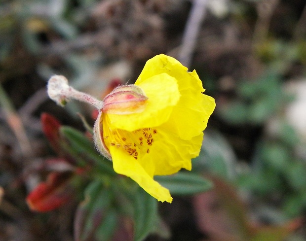 devätorník peniažtekový Helianthemum nummularium (L.) Mill.