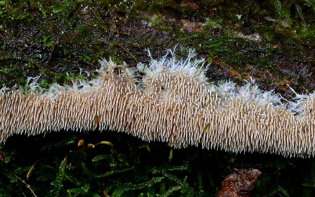 kavinovka hladkovýtrusná Hydnocristella himantia (Schwein.) R.H. Petersen