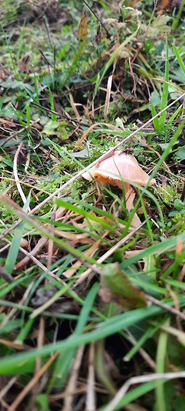 lúčnica Hygrocybe radiata Arnolds