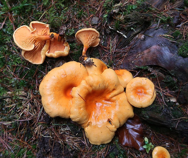 líška oranžová Hygrophoropsis aurantiaca (Wulfen) Maire