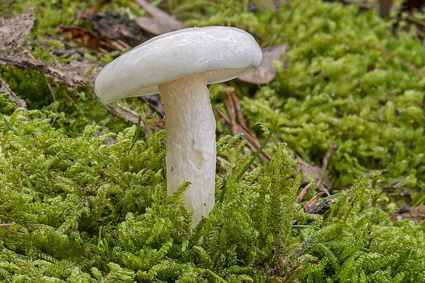 šťavnačka dubová Hygrophorus penarioides Jacobsson & E. Larss.