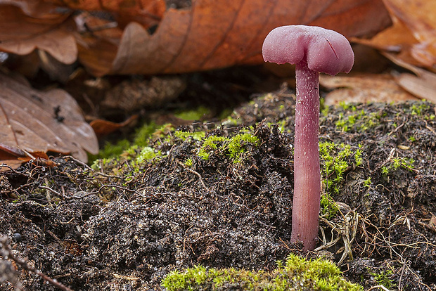 lakovka ametystová Laccaria amethystina (Huds.) Cooke