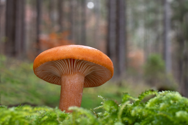 rýdzik pomarančový Lactarius aurantiacus (Pers.) Gray