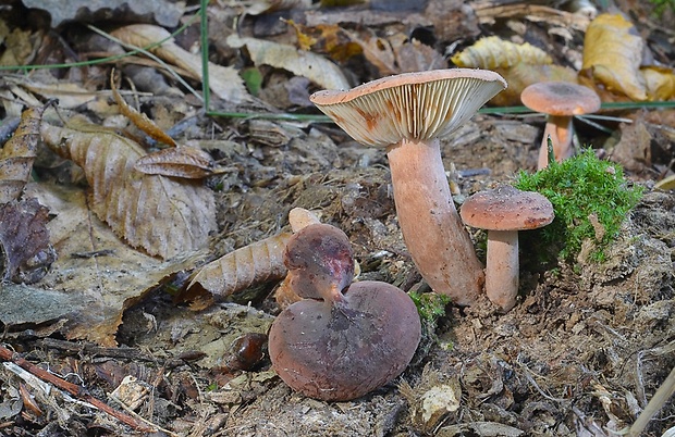 rýdzik Lactarius sp.