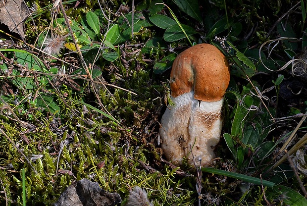 kozák osikový Leccinum albostipitatum den Bakker & Noordel.