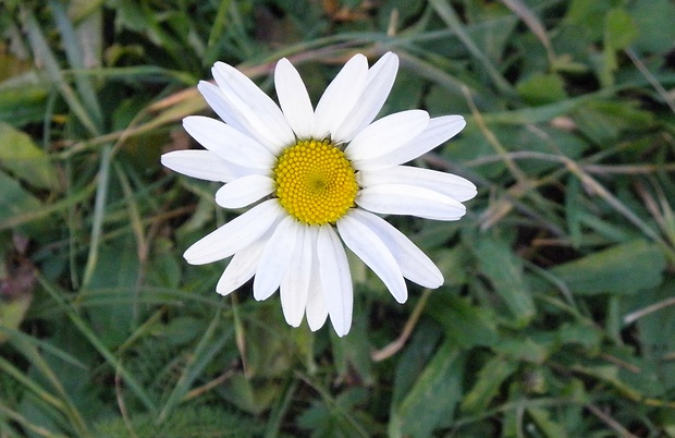 margaréta biela Leucanthemum vulgare Lam.