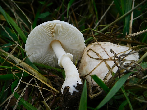 bedlica ružovolupeňová Leucoagaricus leucothites (Vittad.) Wasser