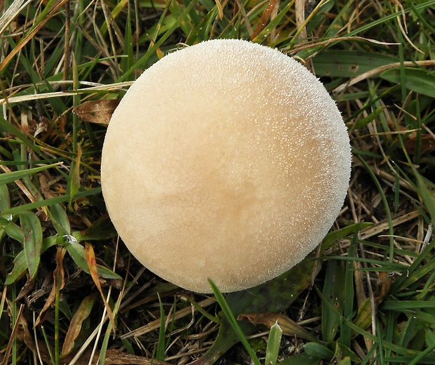 rozpadavec dlabaný Lycoperdon utriforme Bull.