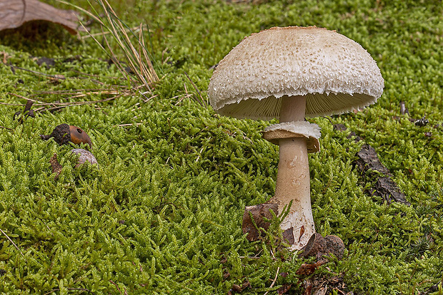 bedľa čipkovaná Macrolepiota excoriata (Schaeff.) Wasser