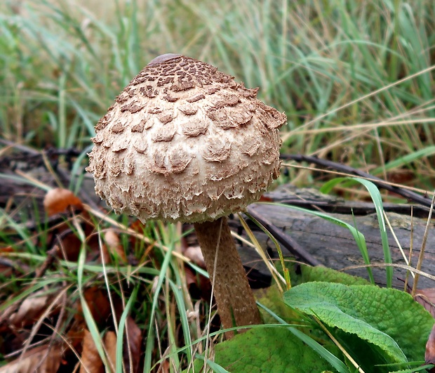 bedľa vysoká Macrolepiota procera (Scop.) Singer