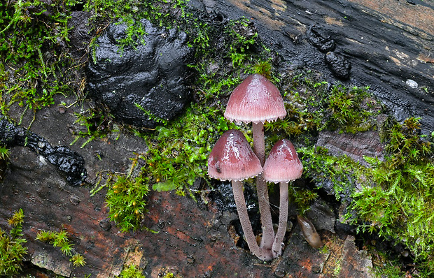 prilbička krvavomliečna Mycena haematopus (Pers.) P. Kumm.