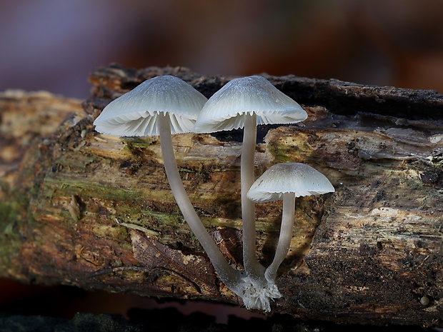 prilbička Mycena sp.