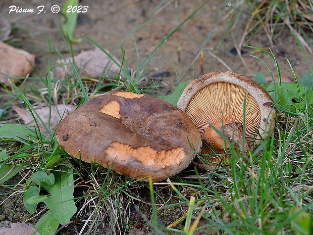 čechračka podvinutá Paxillus involutus (Batsch) Fr.