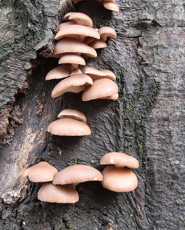 hliva buková Pleurotus pulmonarius (Fr.) Quél.