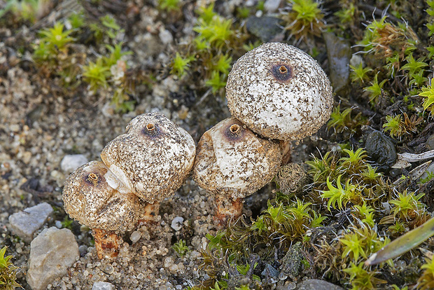 stopkovec Tulostoma sp.