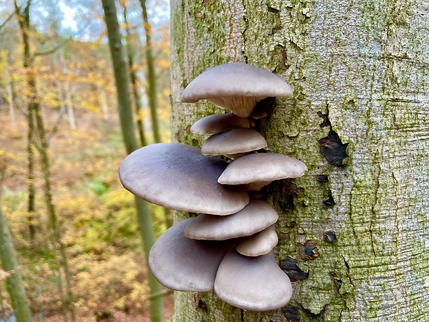 hliva ustricovitá Pleurotus ostreatus (Jacq.) P. Kumm.