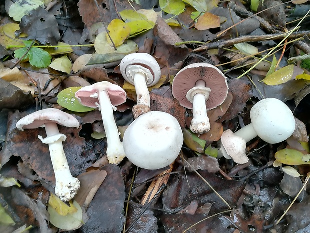 pečiarka hľuznatá Agaricus essettei Bon