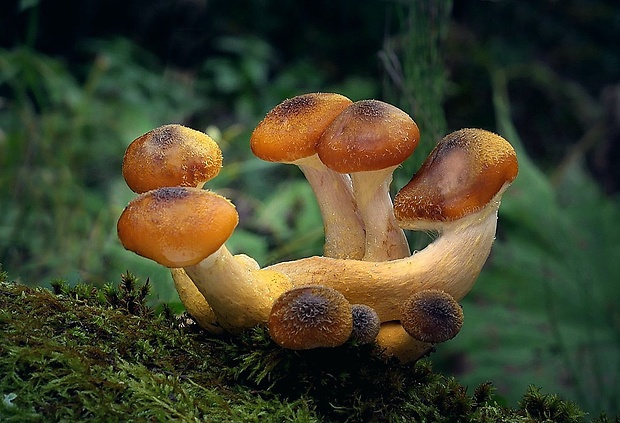 podpňovka žltá Armillaria gallica Marxm. & Romagn.