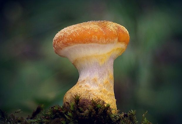 podpňovka žltá Armillaria gallica Marxm. & Romagn.