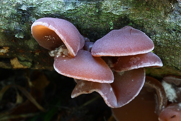 uchovec bazový Auricularia auricula-judae (Bull.) Quél.