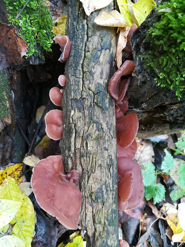 uchovec bazový Auricularia auricula-judae (Bull.) Quél.